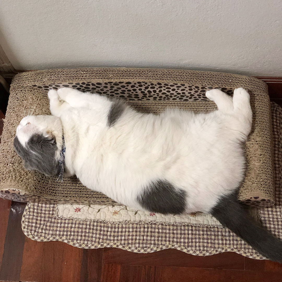 แมวขนฟูนุ่มน่านอนกอด